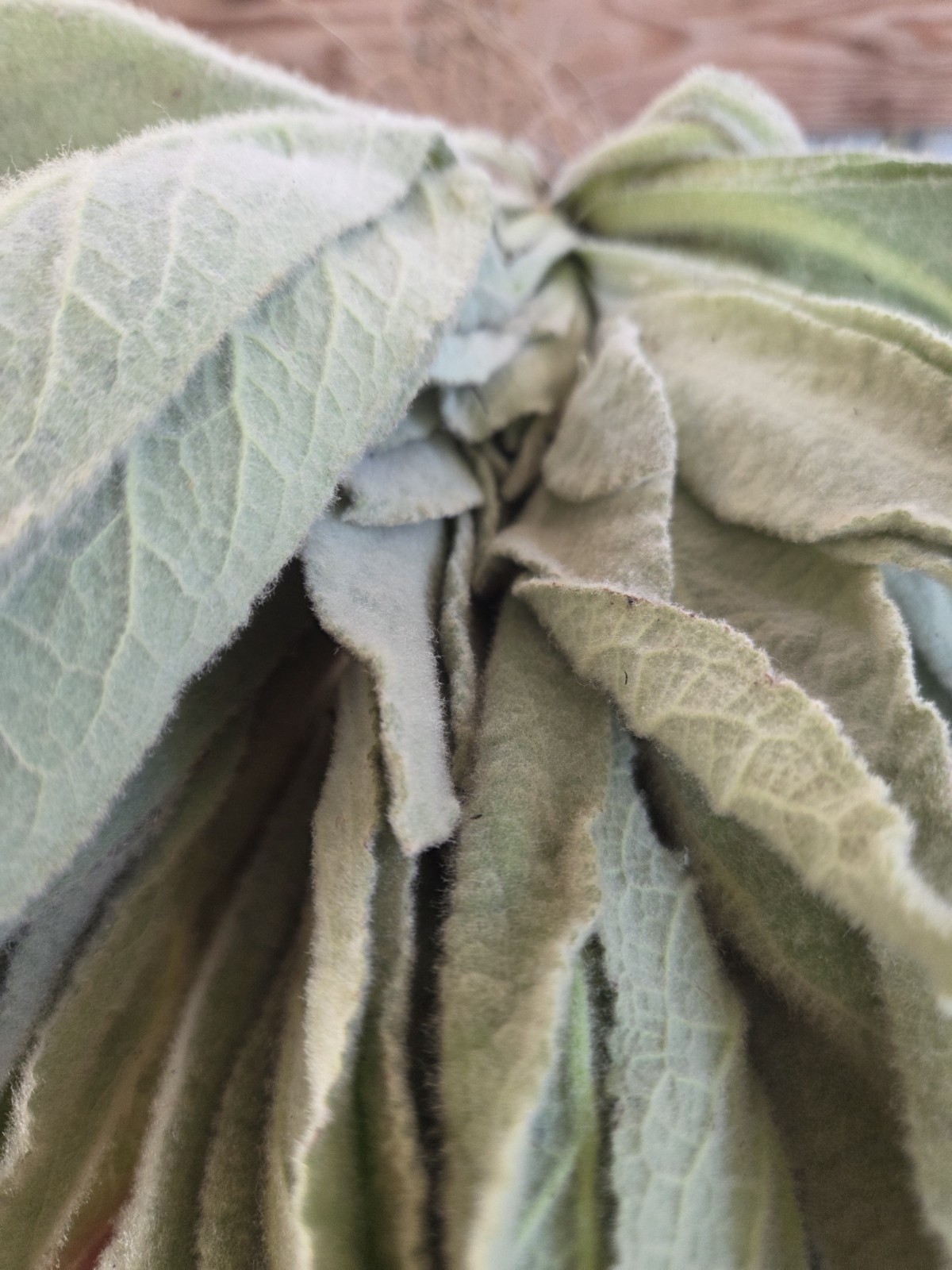 2026 6oz Wild Mullein Leaf Plant Air Dried Whole Freshly Harvested Organic