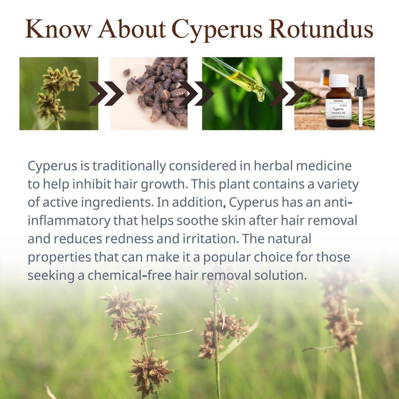 Cyperus Rotundus Oil for Hair Removal 2 PACKS – 100% Pure Natural Cyprus Oil ?