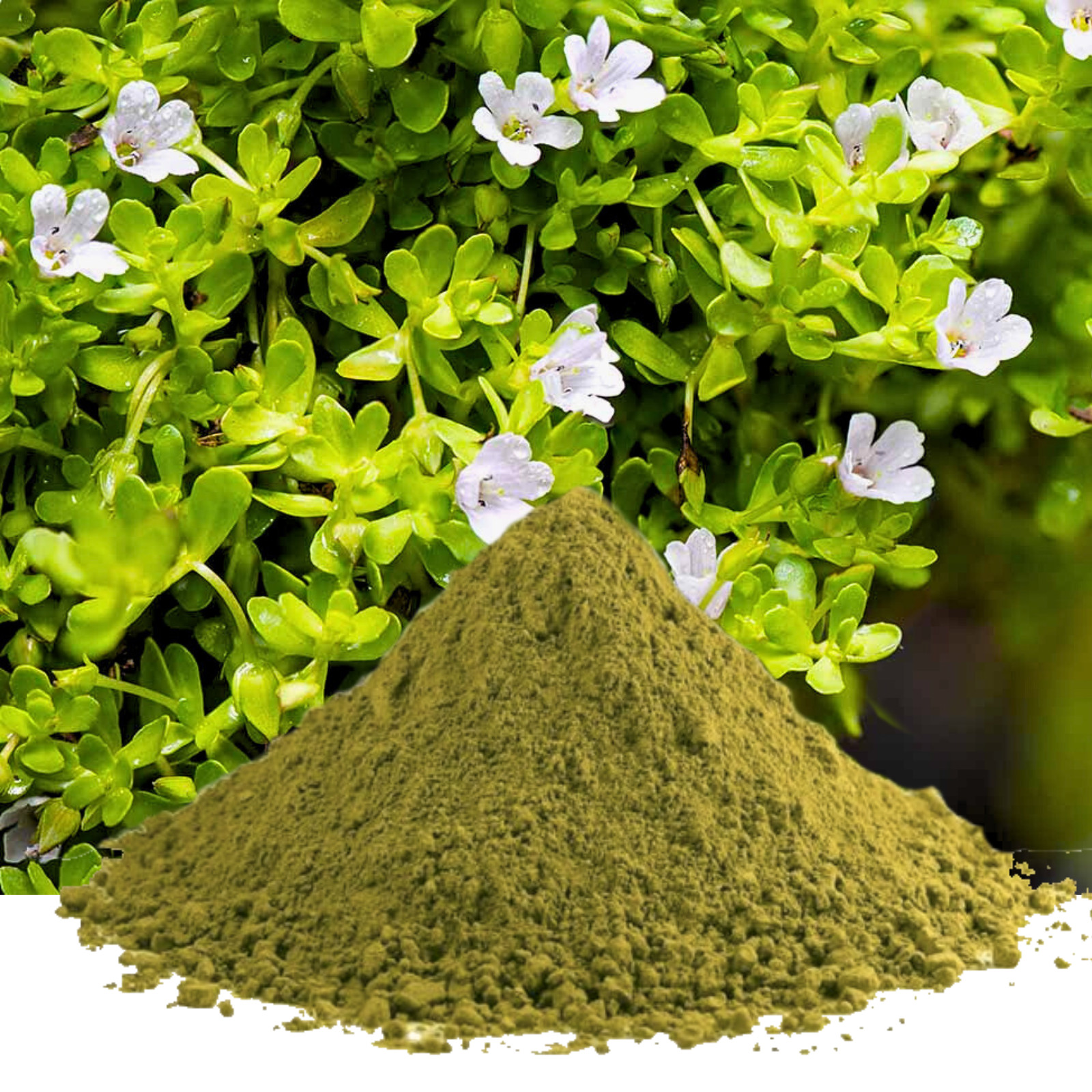 Bacopa Monnieri / Brahmi Powder | 100% Natural Organic | Boost Memory | Herb Tea