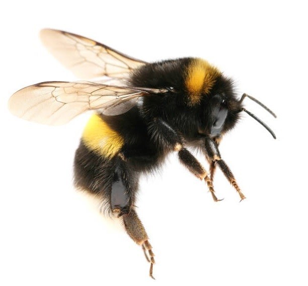 Bee Venom Capsules, Cápsulas de Veneno de abejas , Veleno d’api, 200 pieces