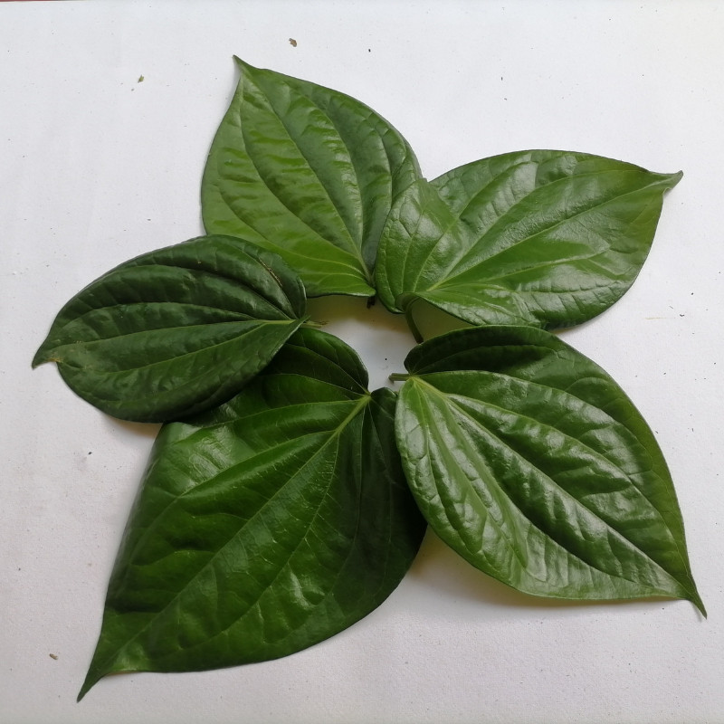 Dried BETEL LEAVES 100% Natural Organic Pure Ceylon Bulath Leaves Non GMO MSG