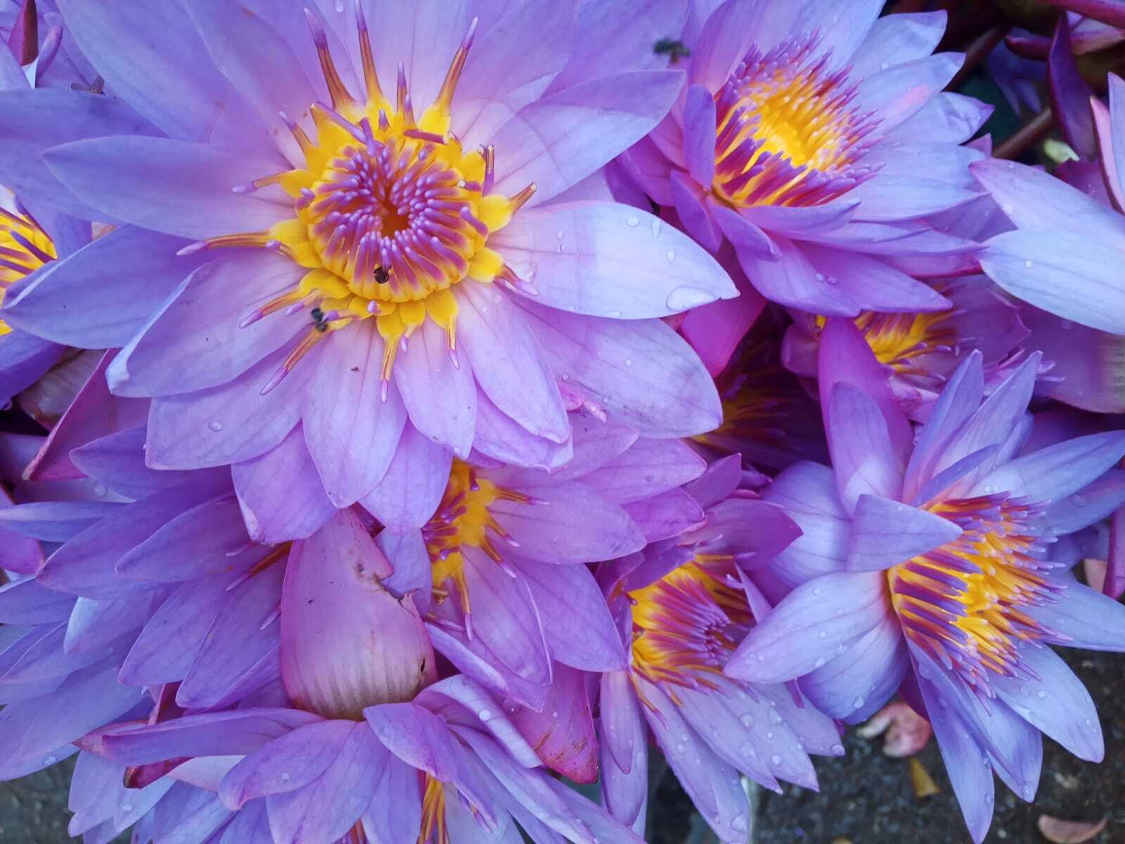 Blue Lotus Flower Herbal Tea Anti-Stress Relax Astral Travel Sleep Lucid Dream