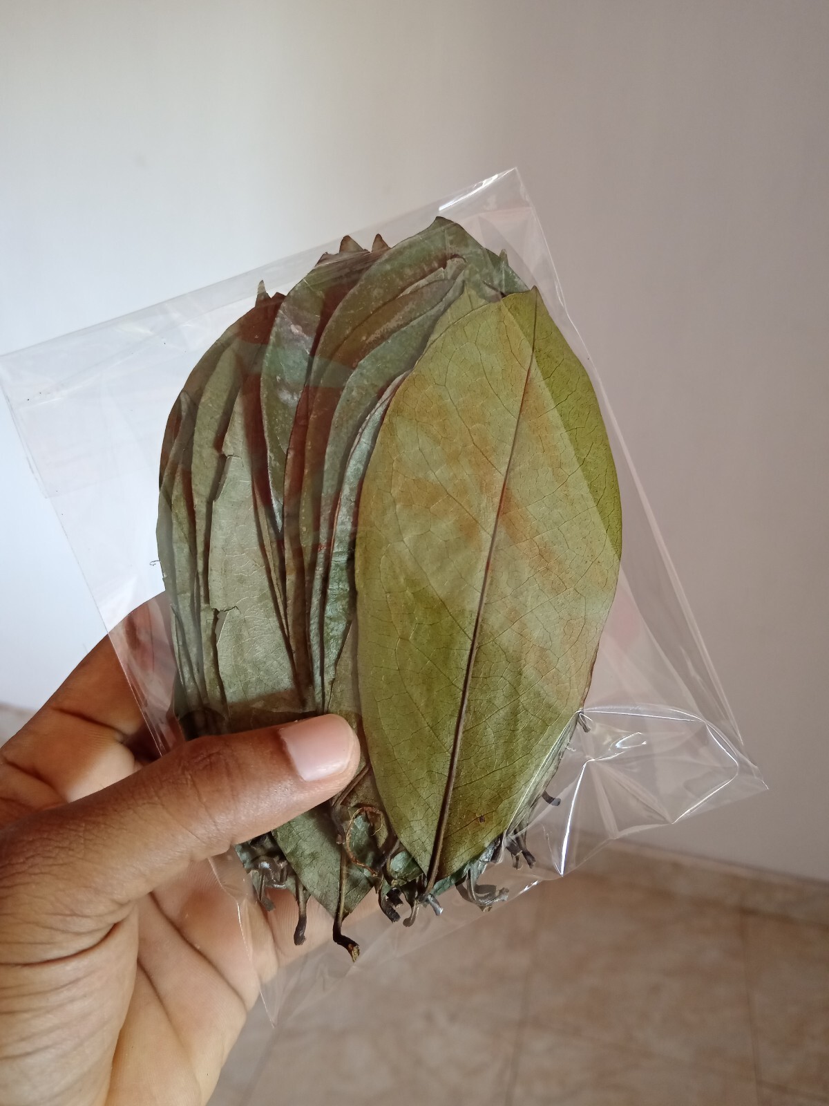 60Pcs Soursop Leaves / Hojas de Guanabana / Annona GRAVIOLA Natural Organic Leaf