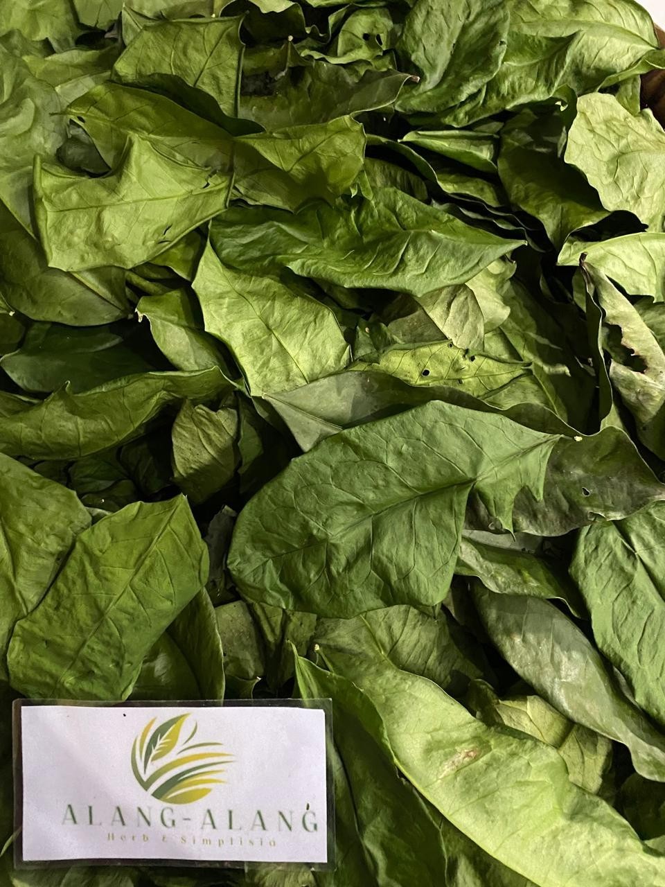 Daun Melinjo (Gnetum gnemon) Spanish Joint Fir Dried Leaves