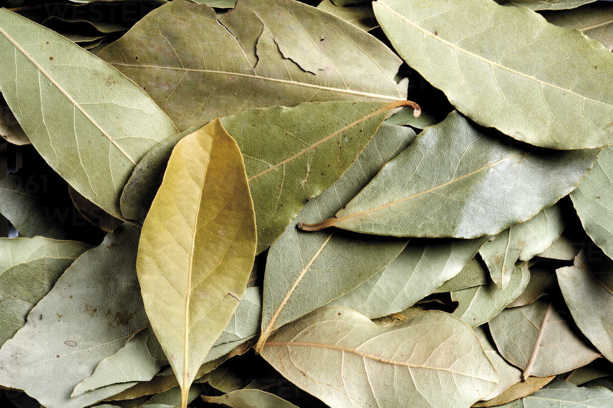 Bay Leaf Organic Dried Cut / Farm Fresh Packed USA Free Ship