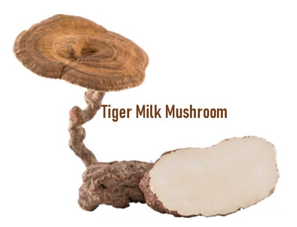 Improve Lung Functions Tiger Milk Mushroom Pure Extract 90 Capsules x 500mg