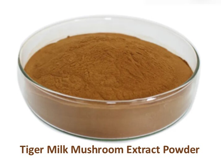 Improve Lung Functions Tiger Milk Mushroom Pure Extract 90 Capsules x 500mg