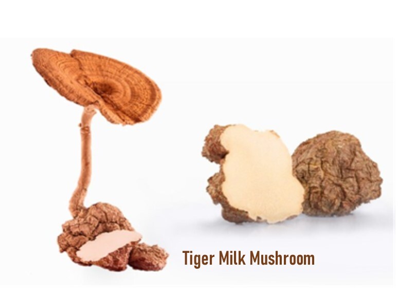 Improve Lung Functions Tiger Milk Mushroom Pure Extract 90 Capsules x 500mg