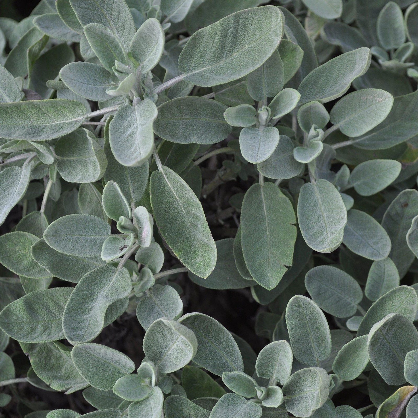 Sage White Whole Organic Wild Crafted Herb Natural 28.3g USDA Certified 1 OZ