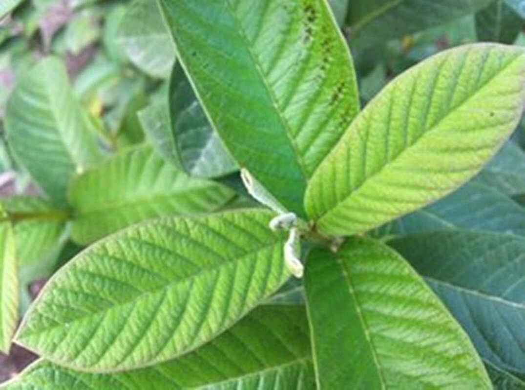 Dried Guava Leaf 100% Natural Guava Leaves For Hair Loss