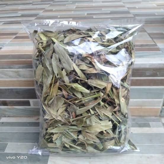 Daun Prasman – Eupatorium Triplinerve Vahl Leaves
