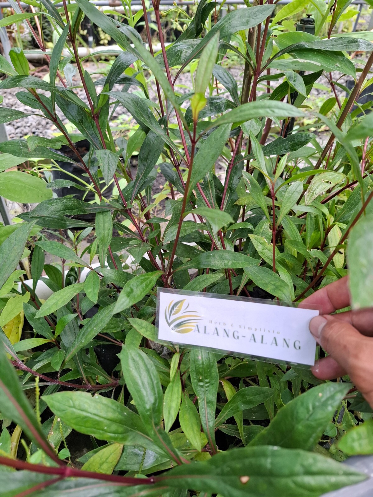 Daun Prasman – Eupatorium Triplinerve Vahl Leaves