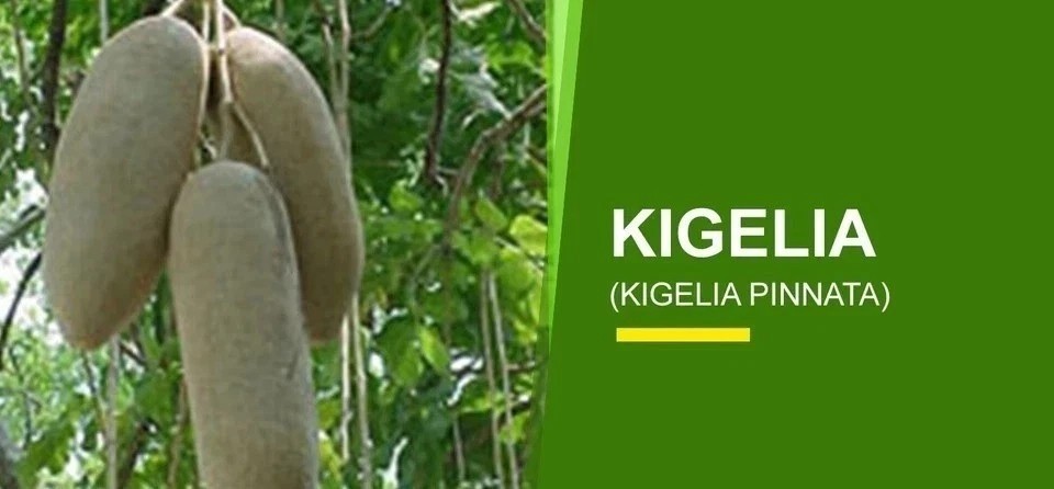 Kigelia Africana Oil Male Female Body Massage Natural Size Growth – 30ml NEW