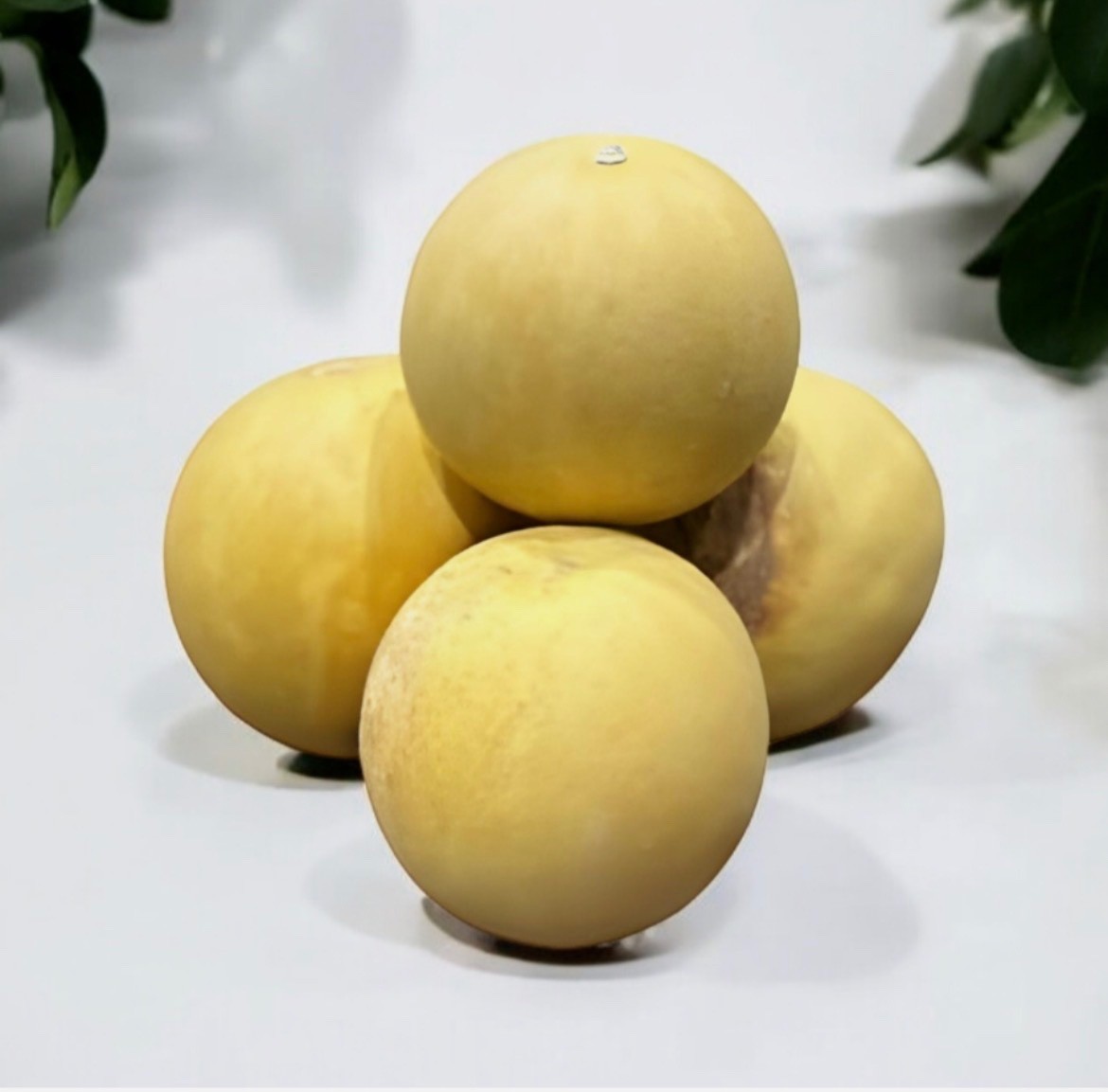 Natural whole Hanzal Organic Herb Citrullus Colocynthis Incense الحنظل حنظل حب