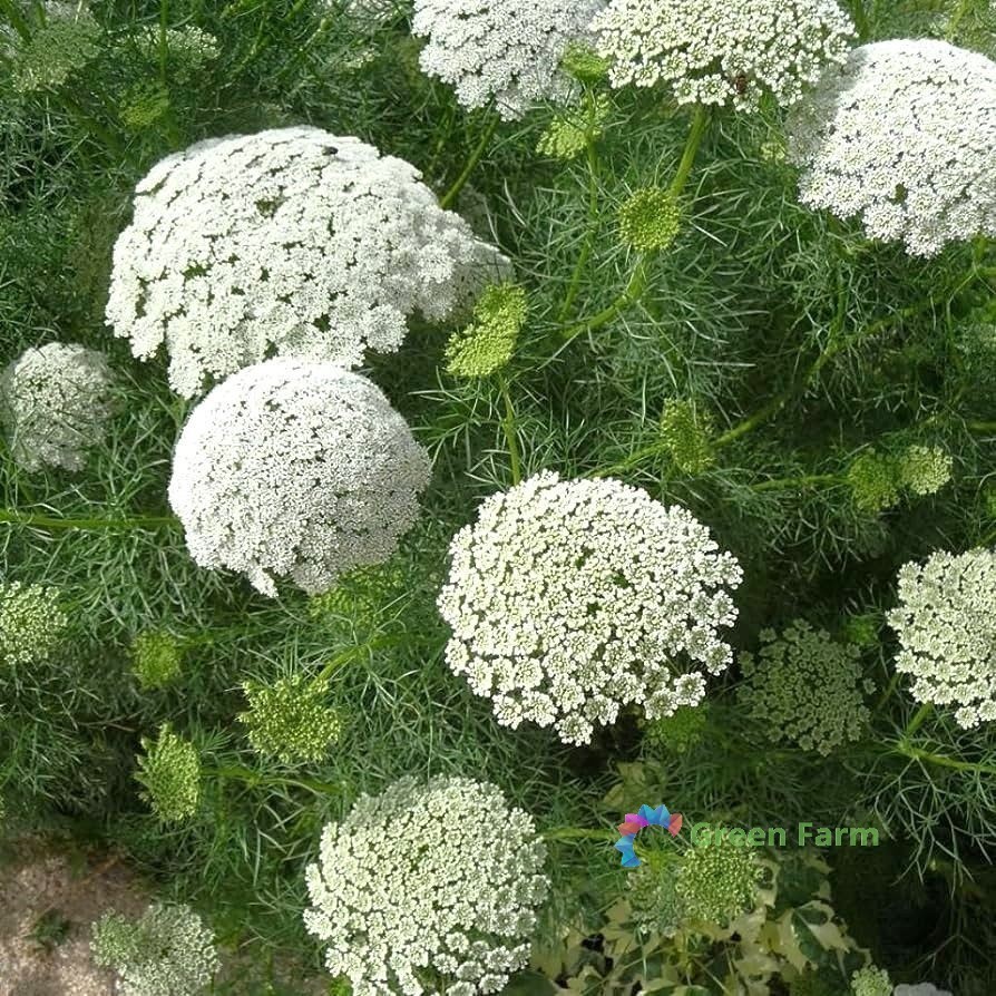 50 Seeds Ammi Visnaga False Bishop’s Weed Laceflower Bullwort Herbaceous Plant
