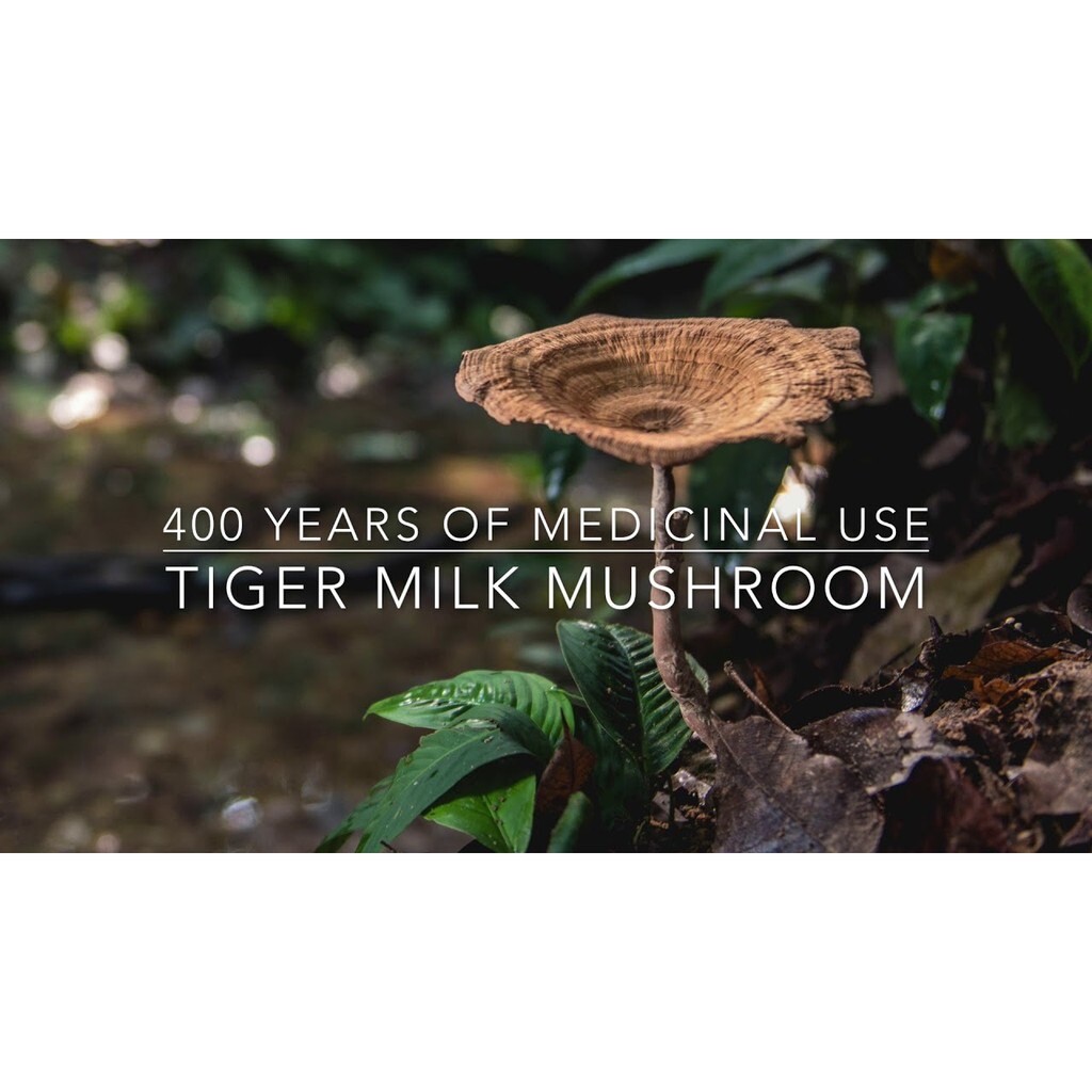 5 X ORIGINAL TIGERUS Tiger Milk Mushroom Sclerotia 60’s NEW & HALAL FREE SHIP