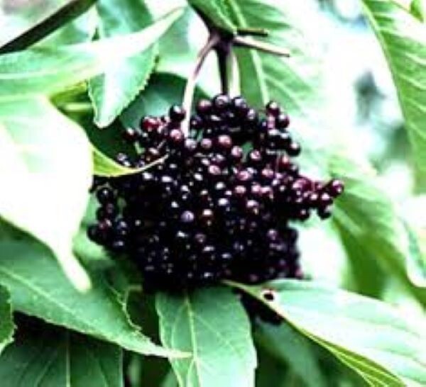 Elder Berry Herb Organic 1 oz