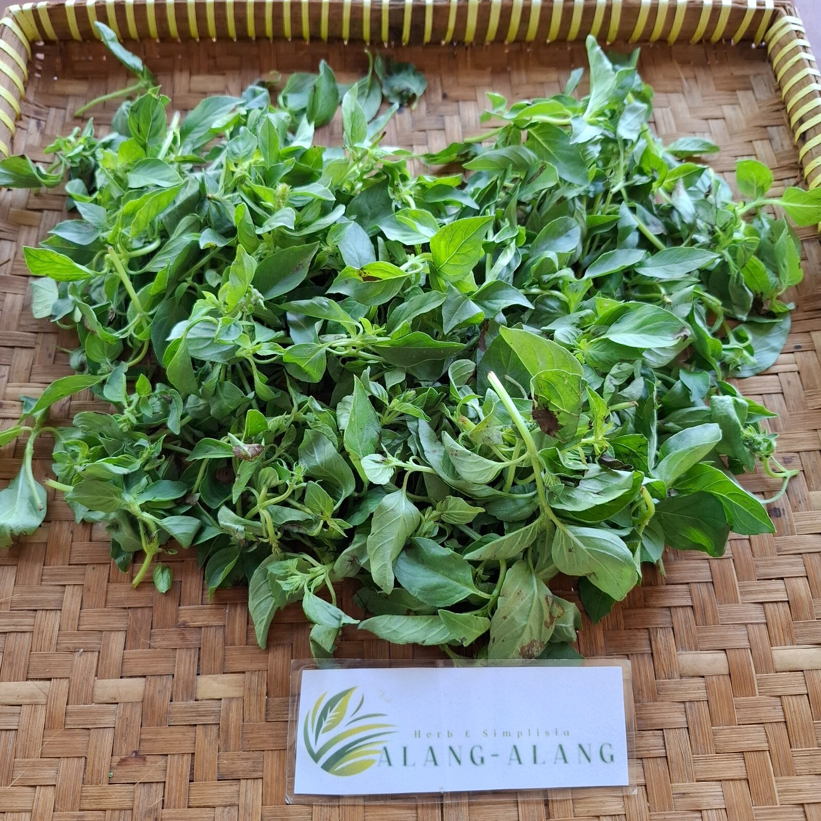 Daun Kemangi (Ocimum Americanum) Sweet Basil Dried Leaves