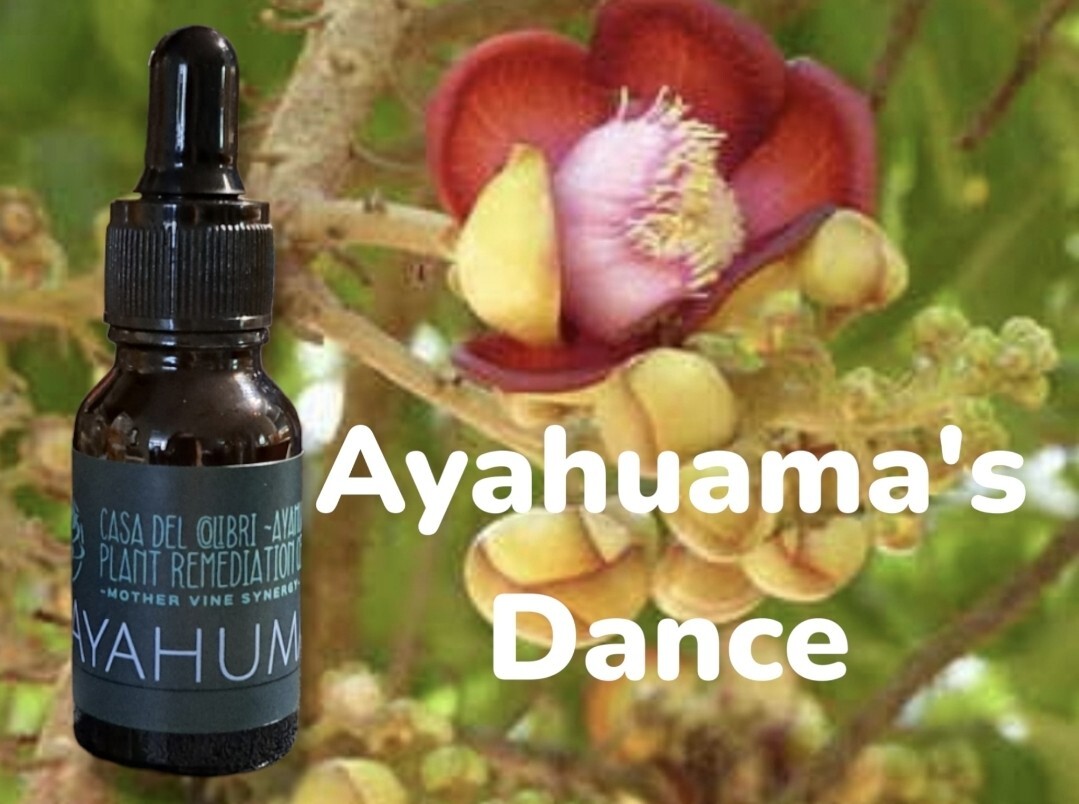 Ayahuma’s Dance Mothervine Synergy Microextract Couroupita guianensis