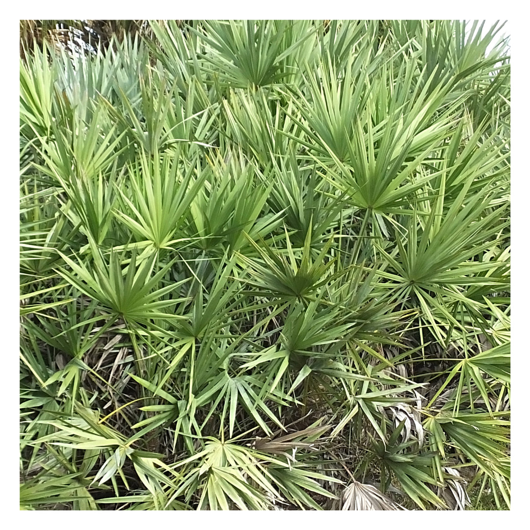 Saw Palmetto Berry Capsules | Serenoa Repens | 540mg