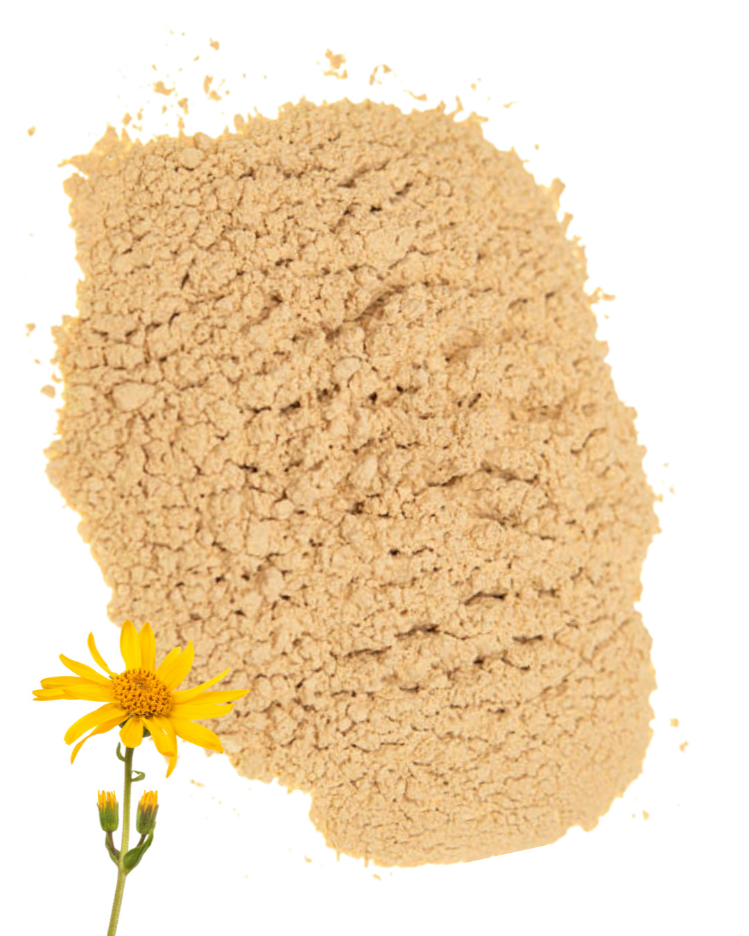 Arnica Flower |Whole or Powder | Natural Muscle & Joint Support | 1/4/8 oz Sizes