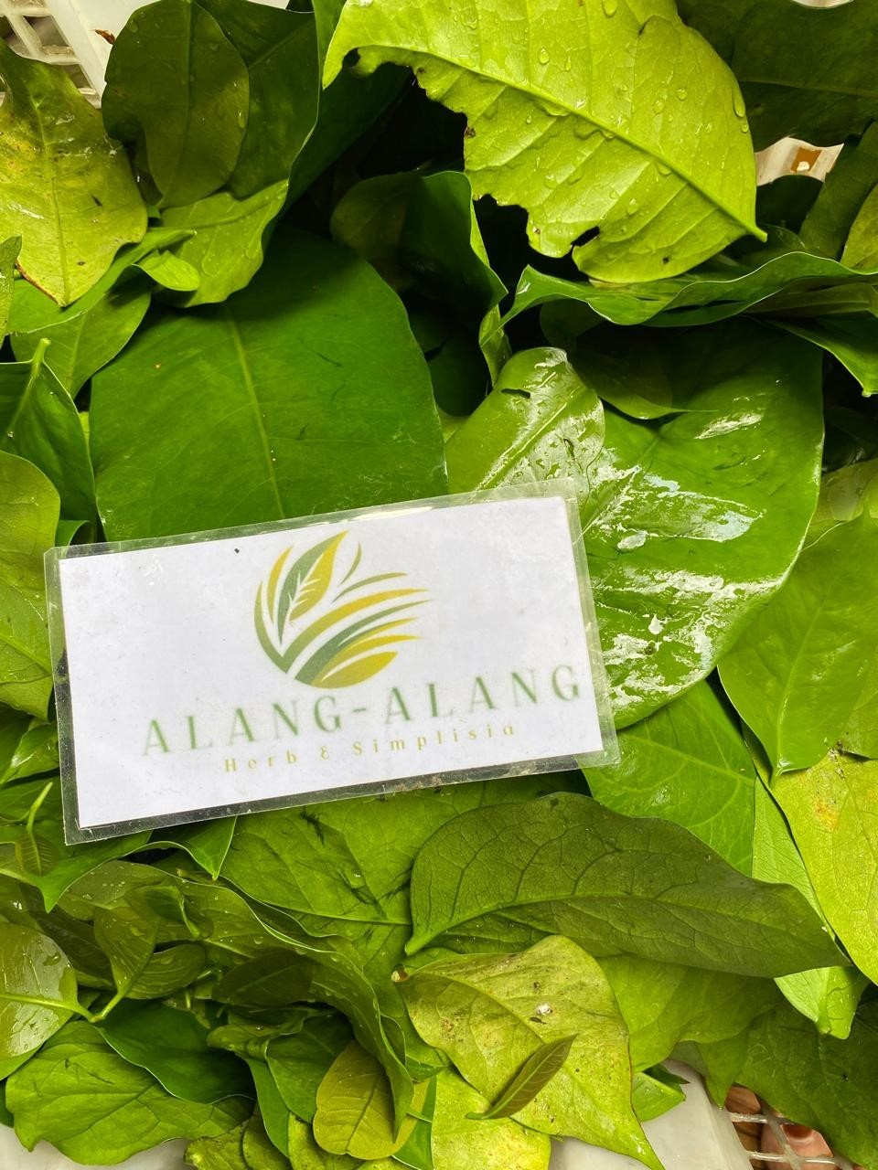 Daun Melinjo (Gnetum gnemon) Spanish Joint Fir Dried Leaves