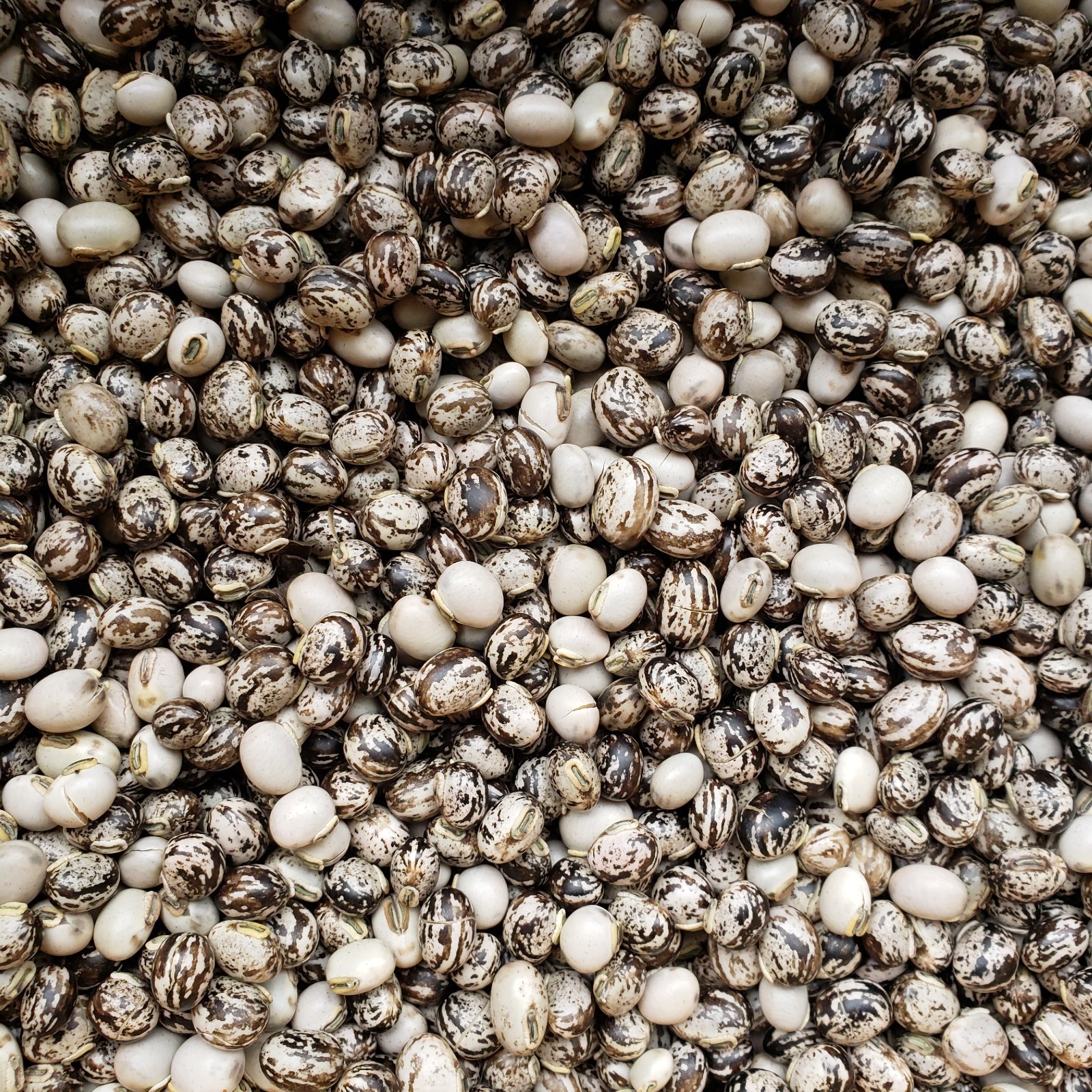 1 LB Raw Mucuna pruriens, Velvet Bean