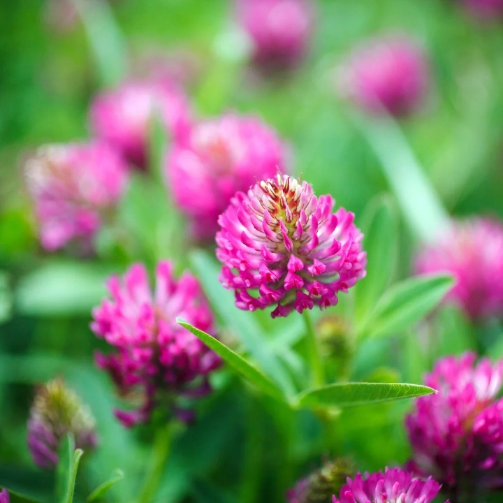 RED CLOVER BLOSSOM | Menopause | Hot Flashes |Respiratory | Detox | Skin |Heart