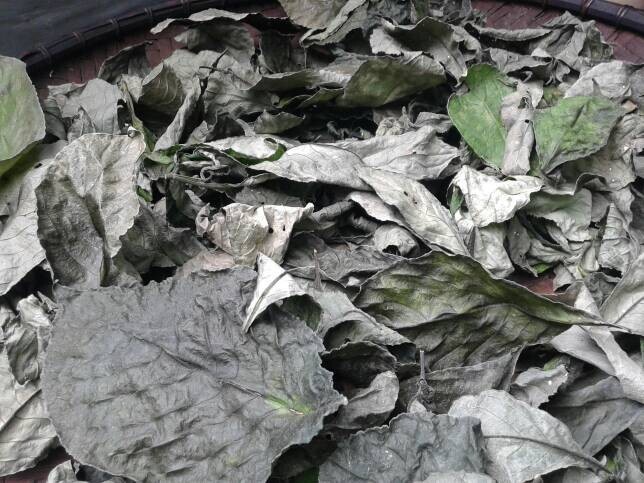 Daun Keji Beling ( Strobilanthes Crispus ) Black Face General Dried Leaves