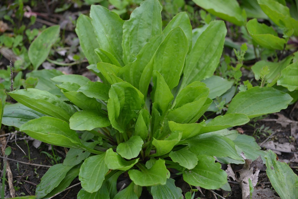 2 oz HILLBILLY’S Plantain Leaf Extract TINCTURE /w dropper