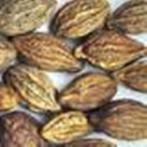 Haritaki-Terminalia Chebula Myrobalan,Chebulic Myrobalan Harde SEED 3.5oz