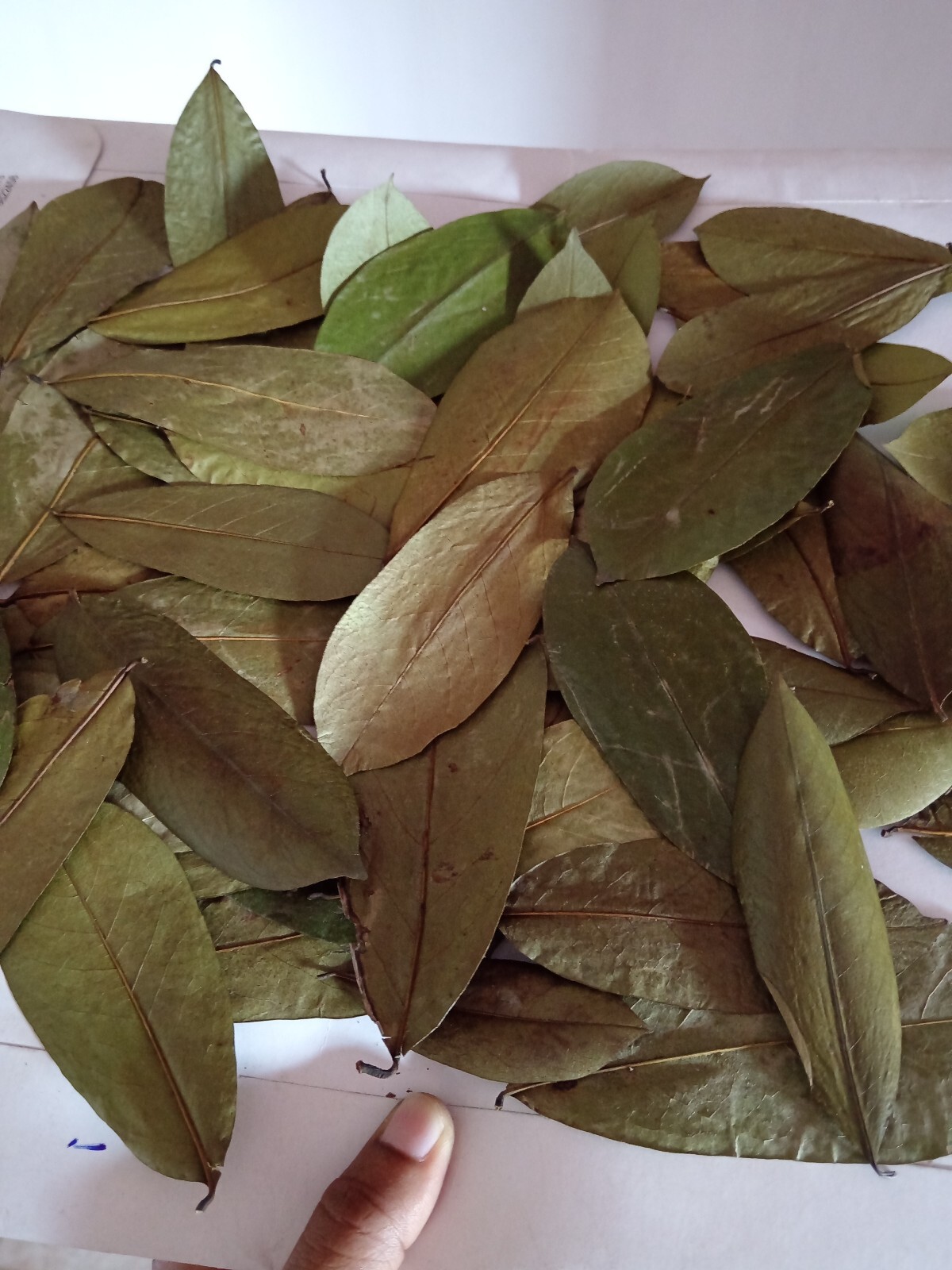 60Pcs Soursop Leaves / Hojas de Guanabana / Annona GRAVIOLA Natural Organic Leaf