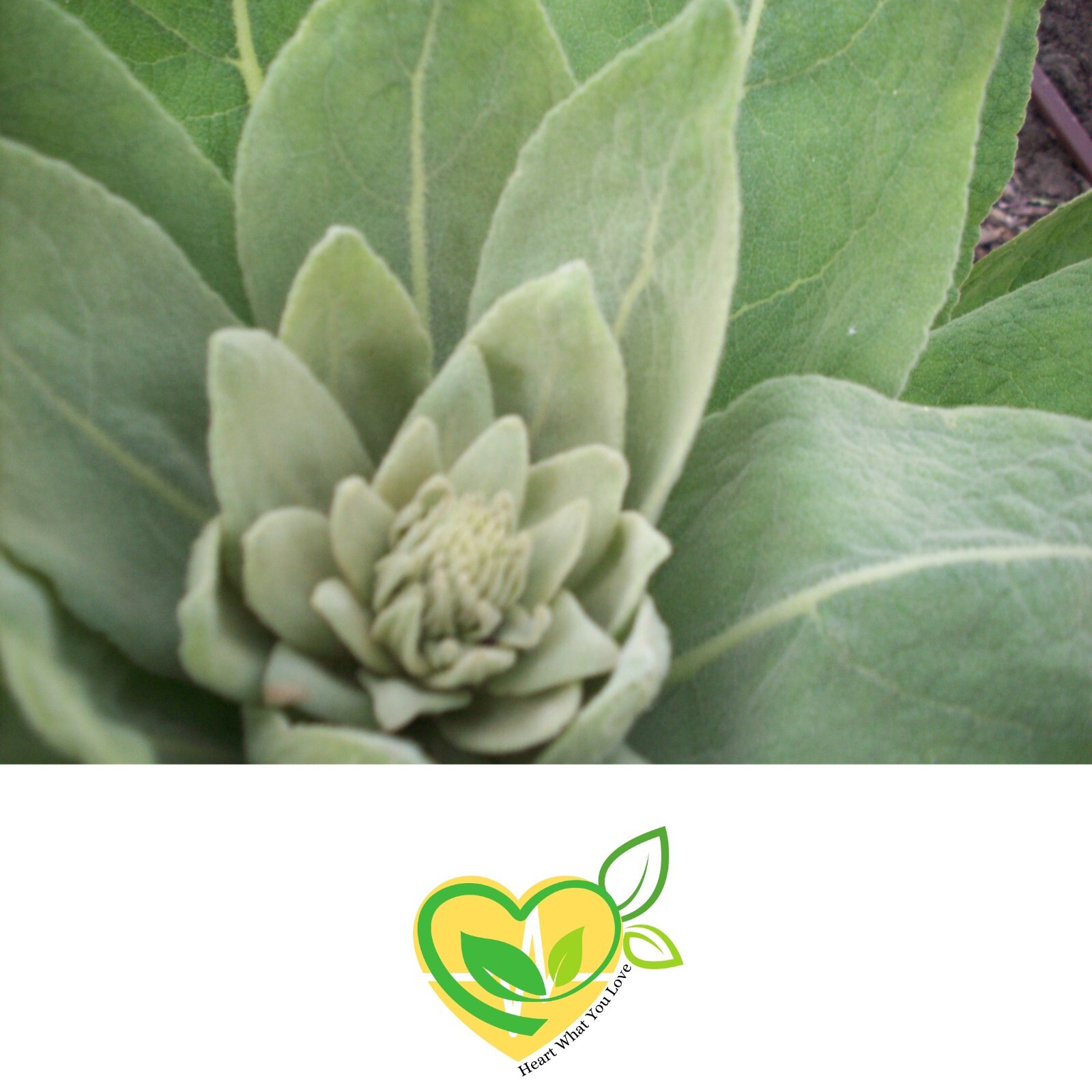 Organic Mullein Herb & Powder Leaf | Whole Herb 4oz/8oz Natural Respiratory Aid