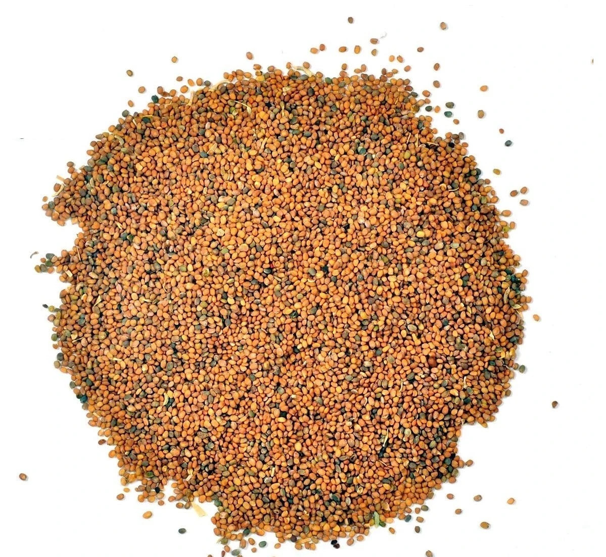 Taramira Seeds Tarameera Seeds Tara Mira Seed Brassica eruca Arugula Seed