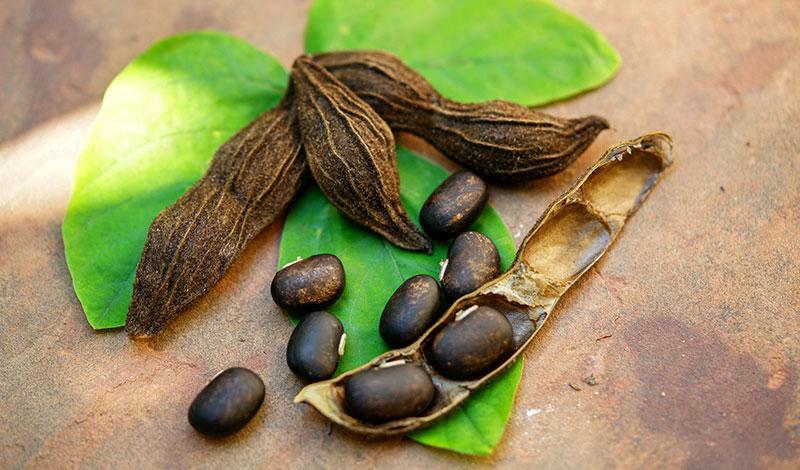 Neuro Brain Boost Memory – MUCUNA PRURIENS – mucuna pruriens extract – 1 Bottle