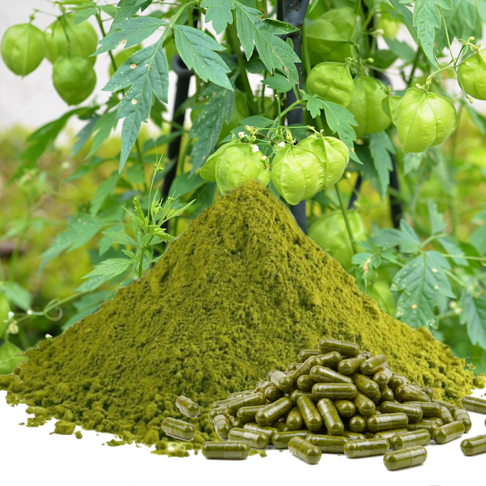 Balloon Vine Leaf Capsules | 100% Natural | Herbal Love in a Puff | Organic herb