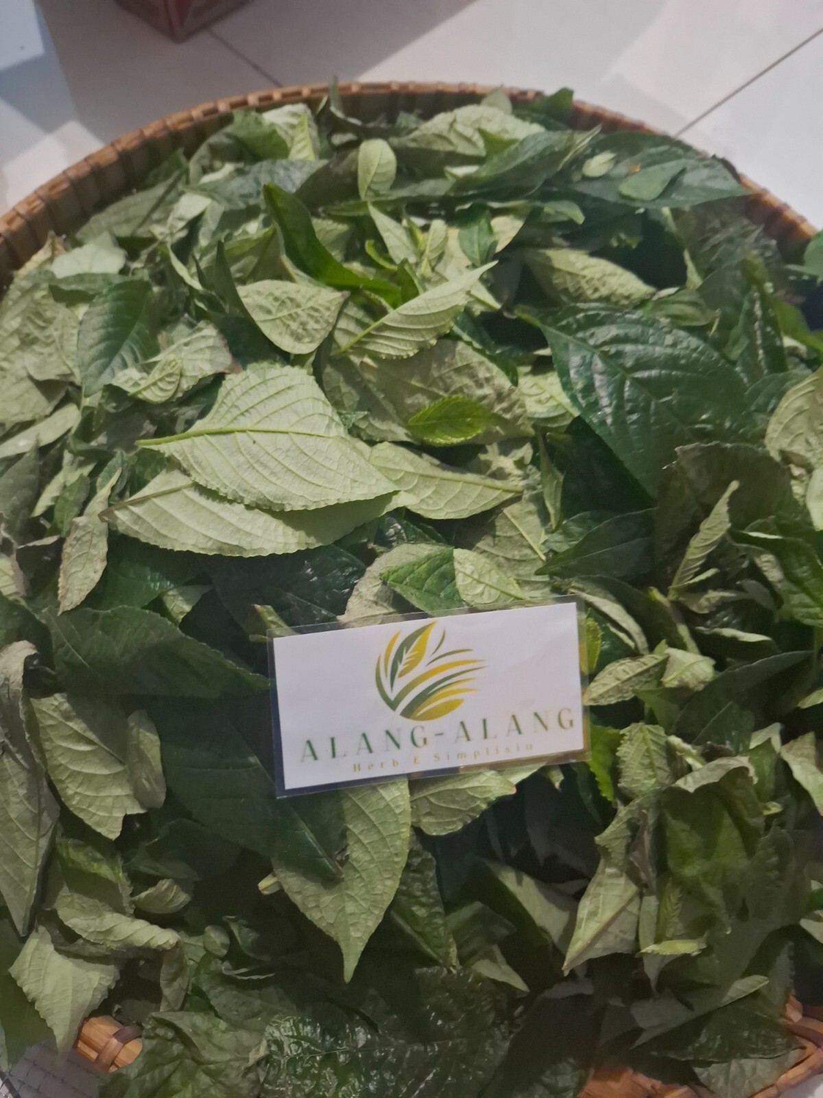 Daun Keji Beling ( Strobilanthes Crispus ) Black Face General Dried Leaves