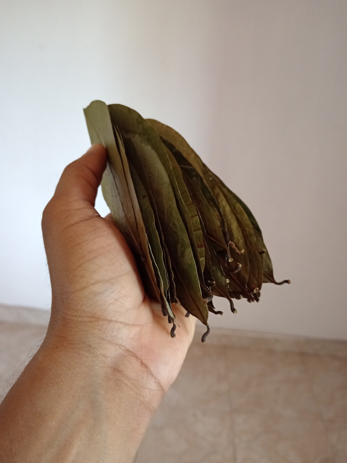 60Pcs Soursop Leaves / Hojas de Guanabana / Annona GRAVIOLA Natural Organic Leaf