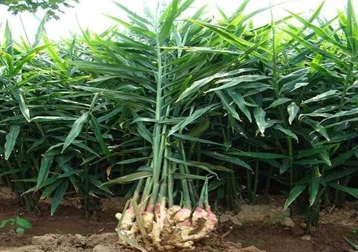 Ginger Root Powder 5% Gingerols | 4oz to 5lb | Pure Natural Hand Crafted