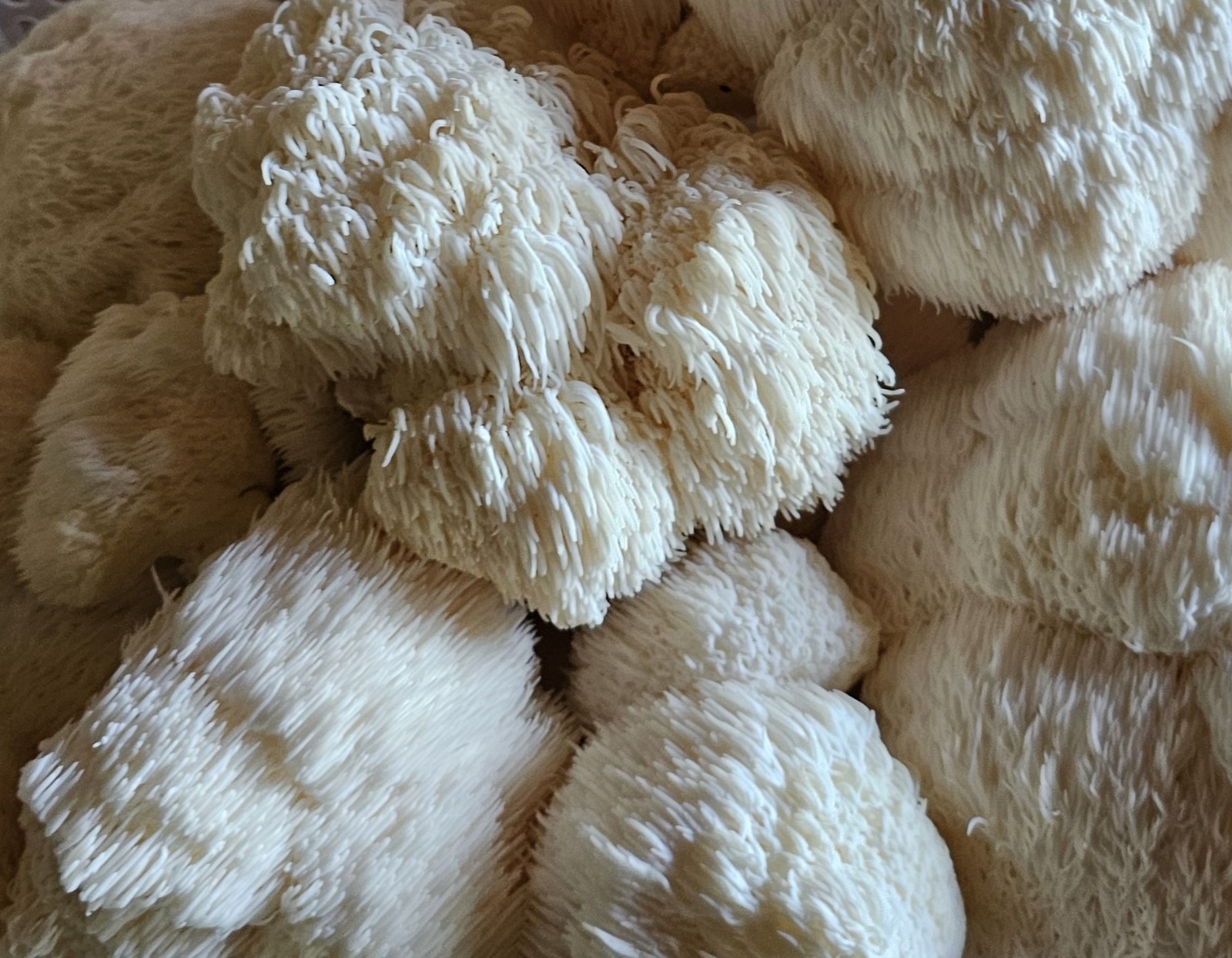 1 OZ Freeze dried Lions Mane – POWDERED – Highest quality