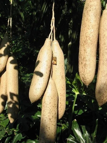 KIGELIA AFRICANA Oil African Sausage Tree – *2 In 1* RAPID ABSORPTION 100ml