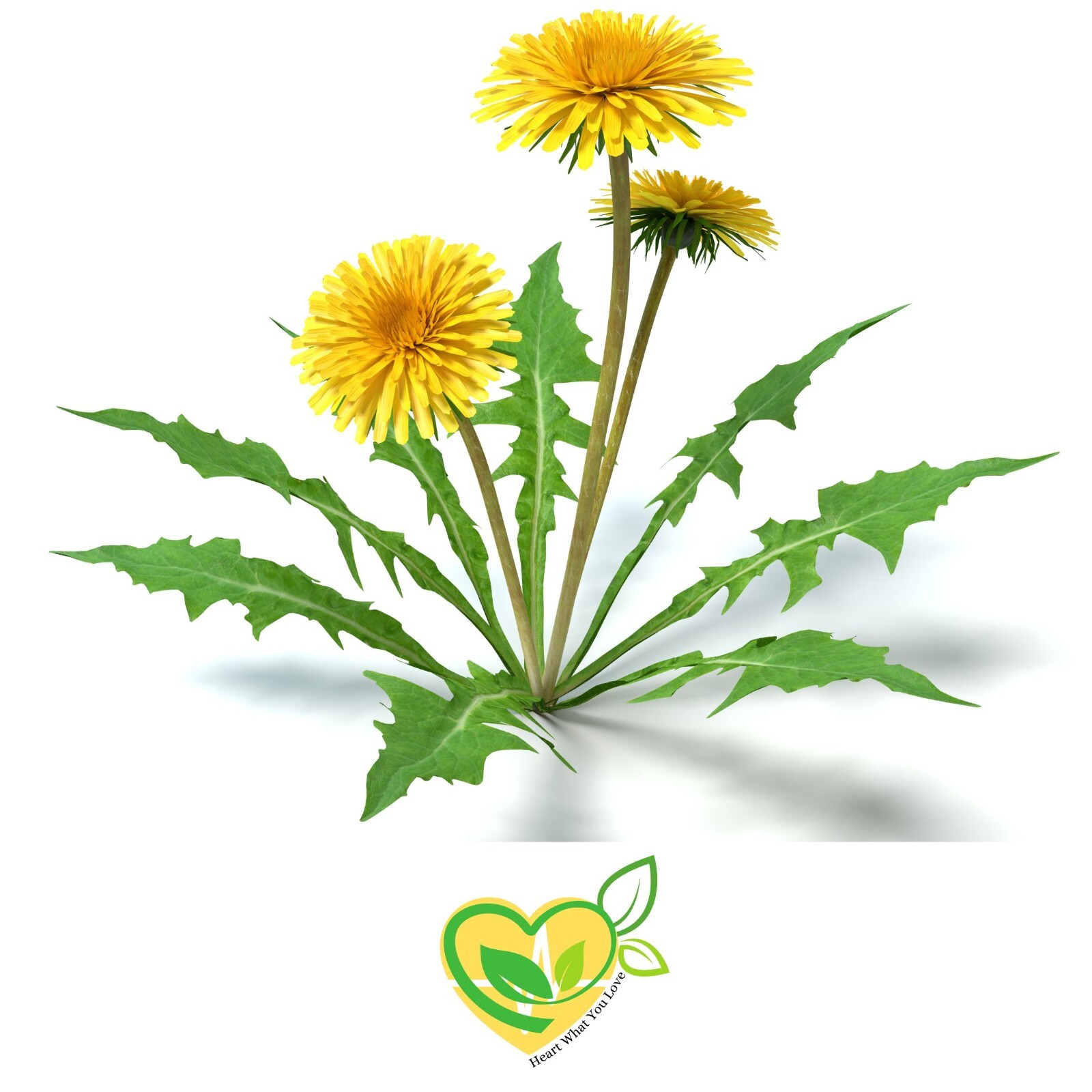 Dandelion Leaf Extract Non-Alcohol Organic Liquid Herbal Liver Digestive 2oz