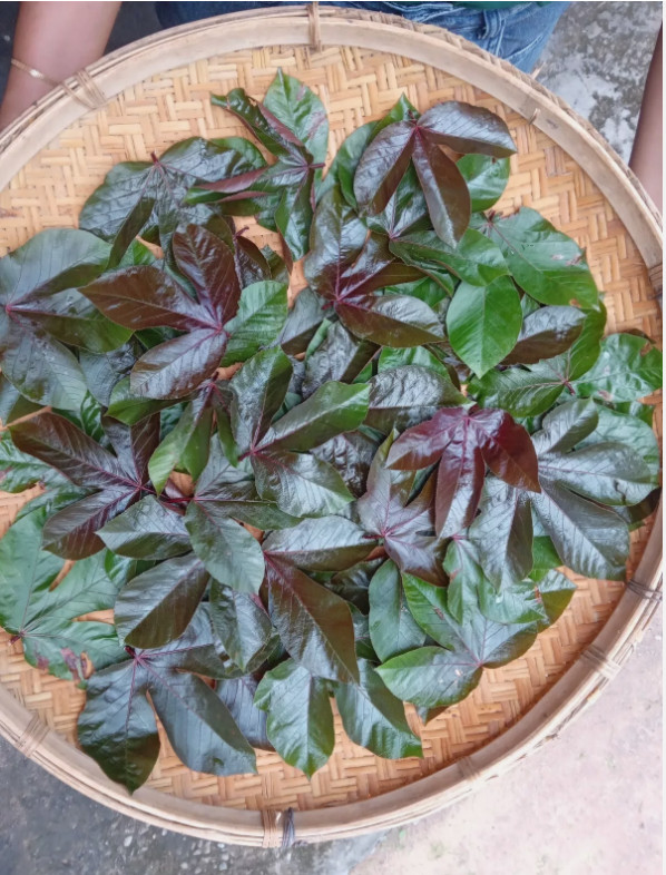 Dried Red Jatropha Curcas Leaves Ratanjot Laljari Jadi Yatilung Raw Herb Pack