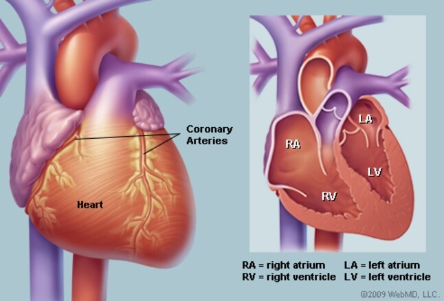 a blood pressure pill – URIC ACID FORMULA – digestion aid 2 BOTTLE