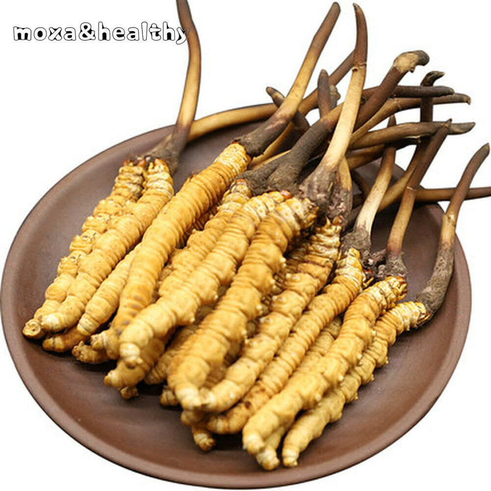 Wild Cordyceps Sinensis From High Himalaya China Tibet PureTaste 10-15pcs