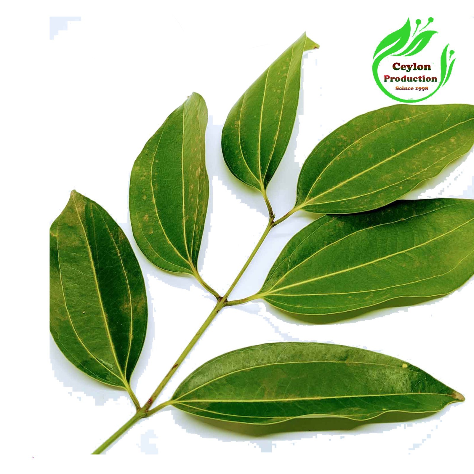 Dried Organic Cinnamon whole Leaves Cinnamomum verum Ceylon best quality