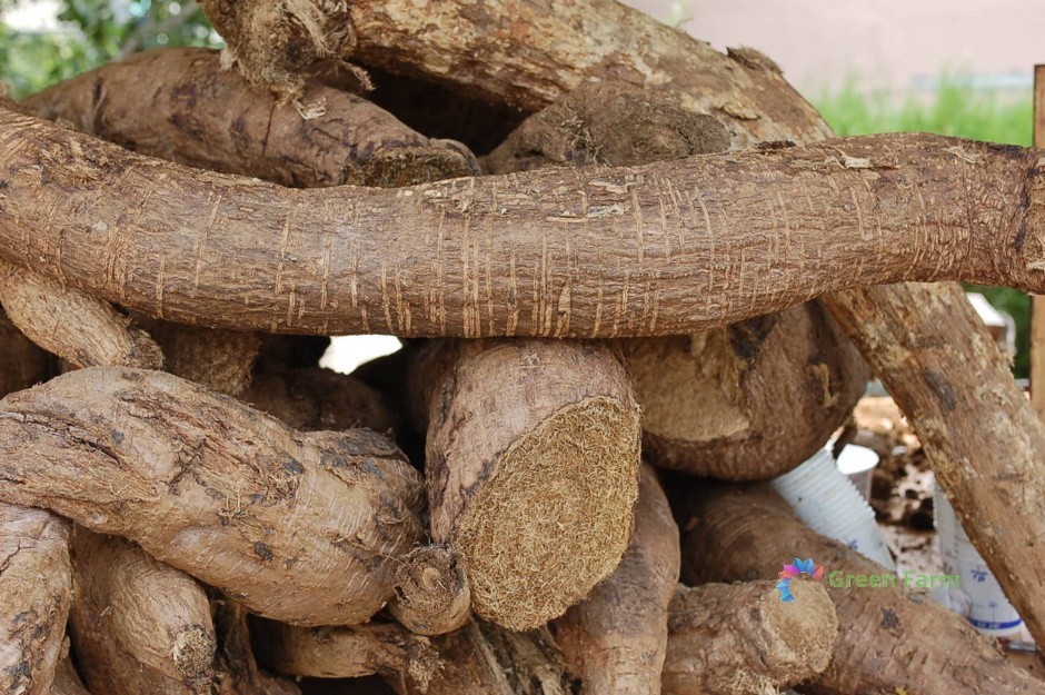 80 Seeds Pueraria Tuberosa Vidarikand Large Tuberous Roots Nepalese Indian Kudzu