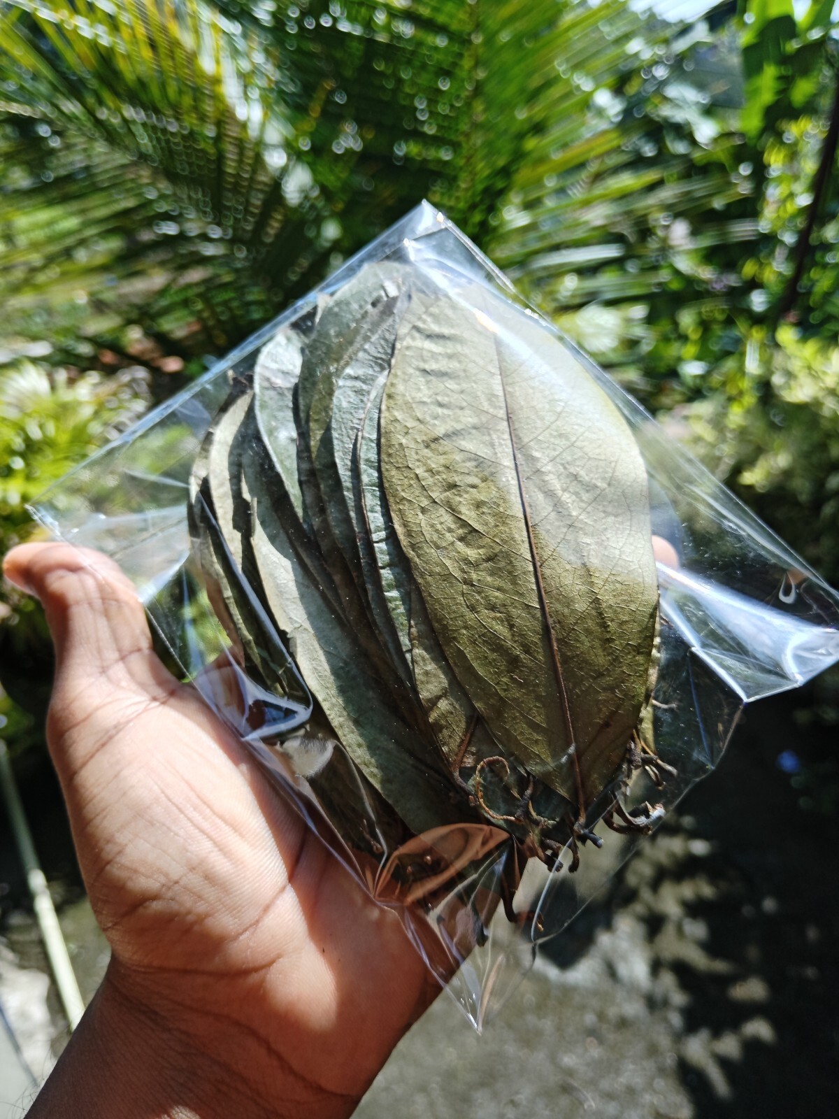 60Pcs Soursop Leaves / Hojas de Guanabana / Annona GRAVIOLA Natural Organic Leaf